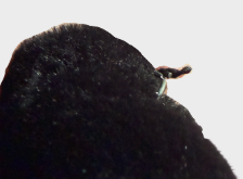 Black Faux Fur A-Line Coat